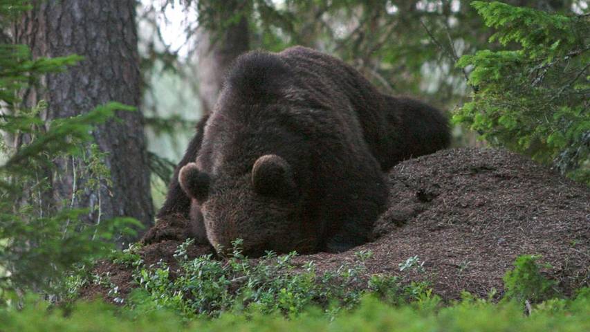 Dom dla 12 osób, z sauna, zwierzęta dozwolone w Szwecja