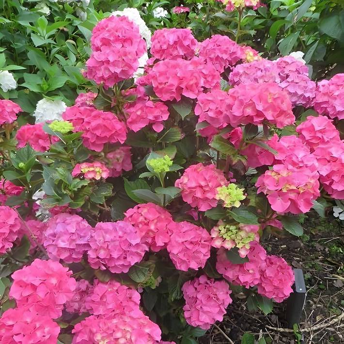 Ferienhaus für 7 Personen, mit Garten in Mont-Saint-Michel-Bucht - 2