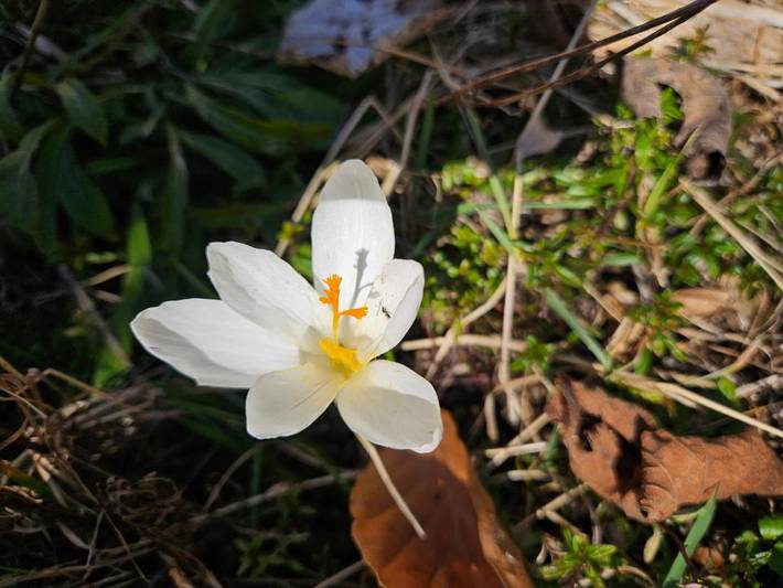 Gîte pour 4 personnes, avec vue et jardin, animaux acceptés à Aubure - 2