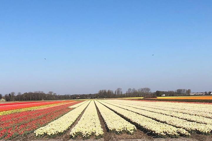 Ferienhaus für 6 Personen, mit Garten, mit Haustier - 1