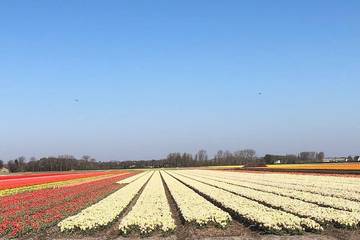 Location de vacances pour 6 personnes, avec jardin, animaux acceptés à Lisse