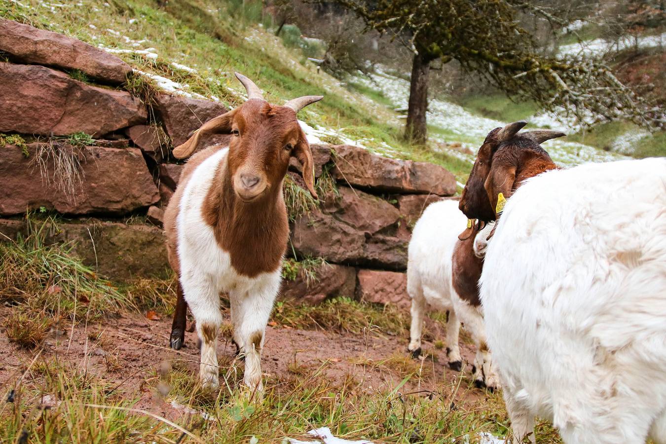 Ganze Ferienwohnung, Bläsihof - Ferienwohnung 4 Bachblick in Oberharmersbach, Mittlerer Schwarzwald