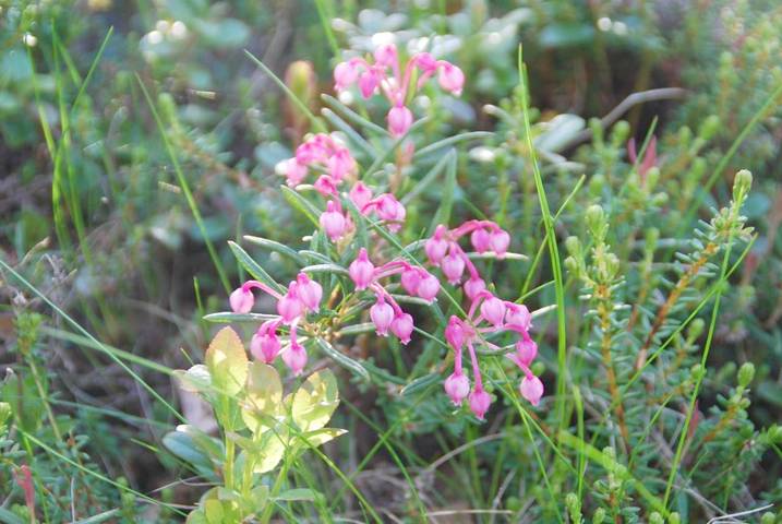 Chalet für 5 Personen, mit Ausblick und Terrasse auf den Lofoten - 4