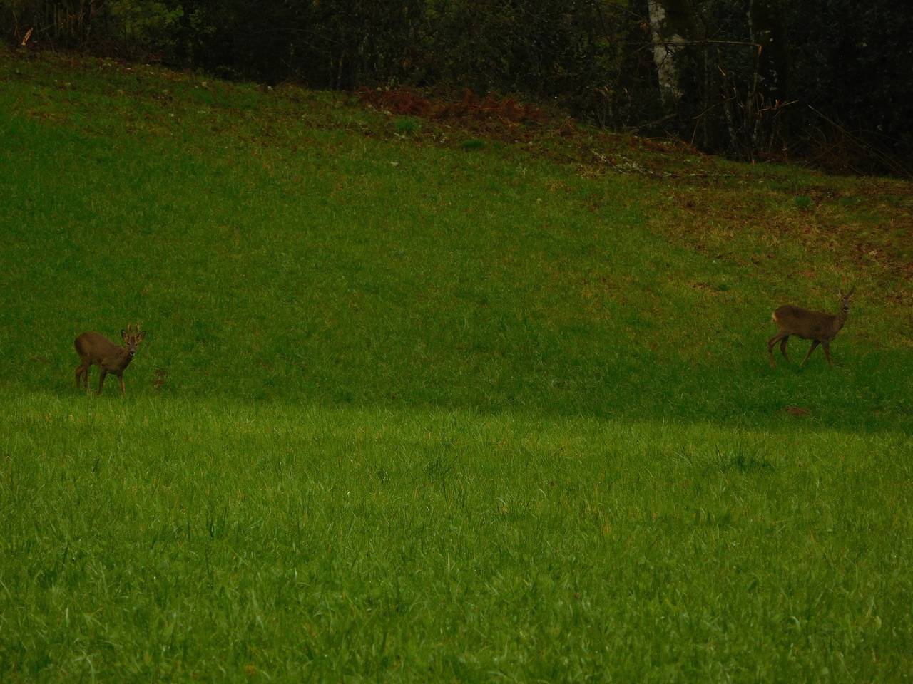 Le Feydel Haut in Palisse, Région d'Ussel