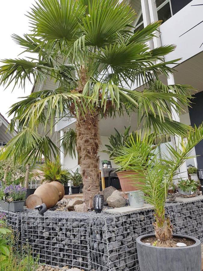 Gîte pour 5 personnes, avec vue et terrasse à Neuried - 3