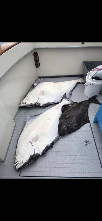 Moose Twin Cabins. in Homer, Kenai Peninsula