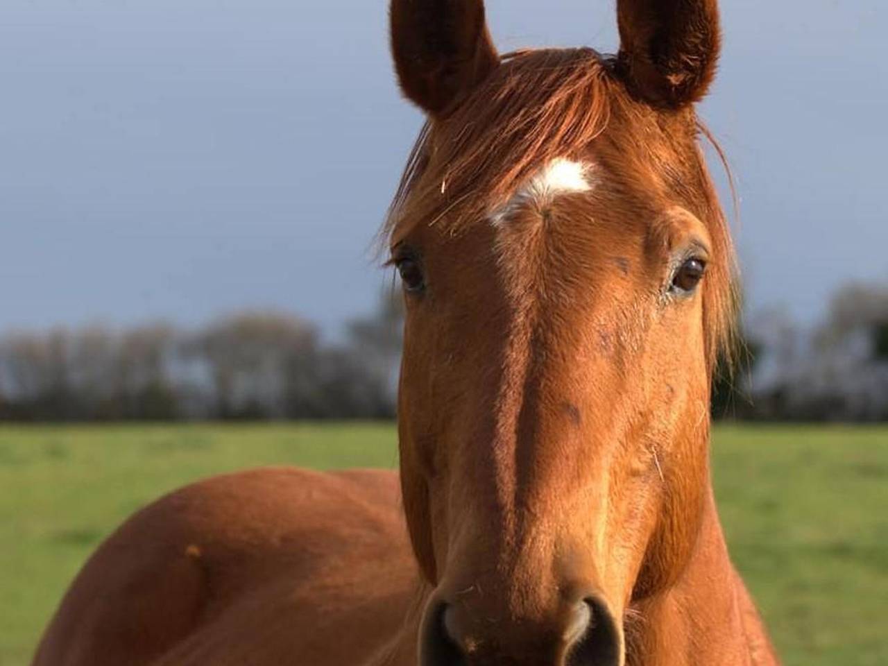 Séjour Nature et Charme, Animaux Bienvenus, Parking et Wifi Inclus in Saint-Bonnet-de-Four, Région de Montluçon