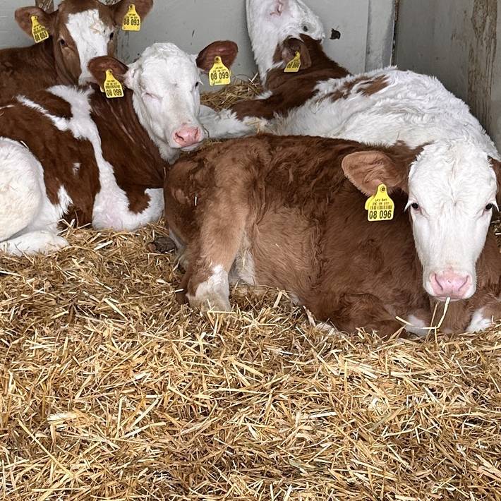Bauernhof für 5 Personen, mit Garten in Bernau am Chiemsee - 3