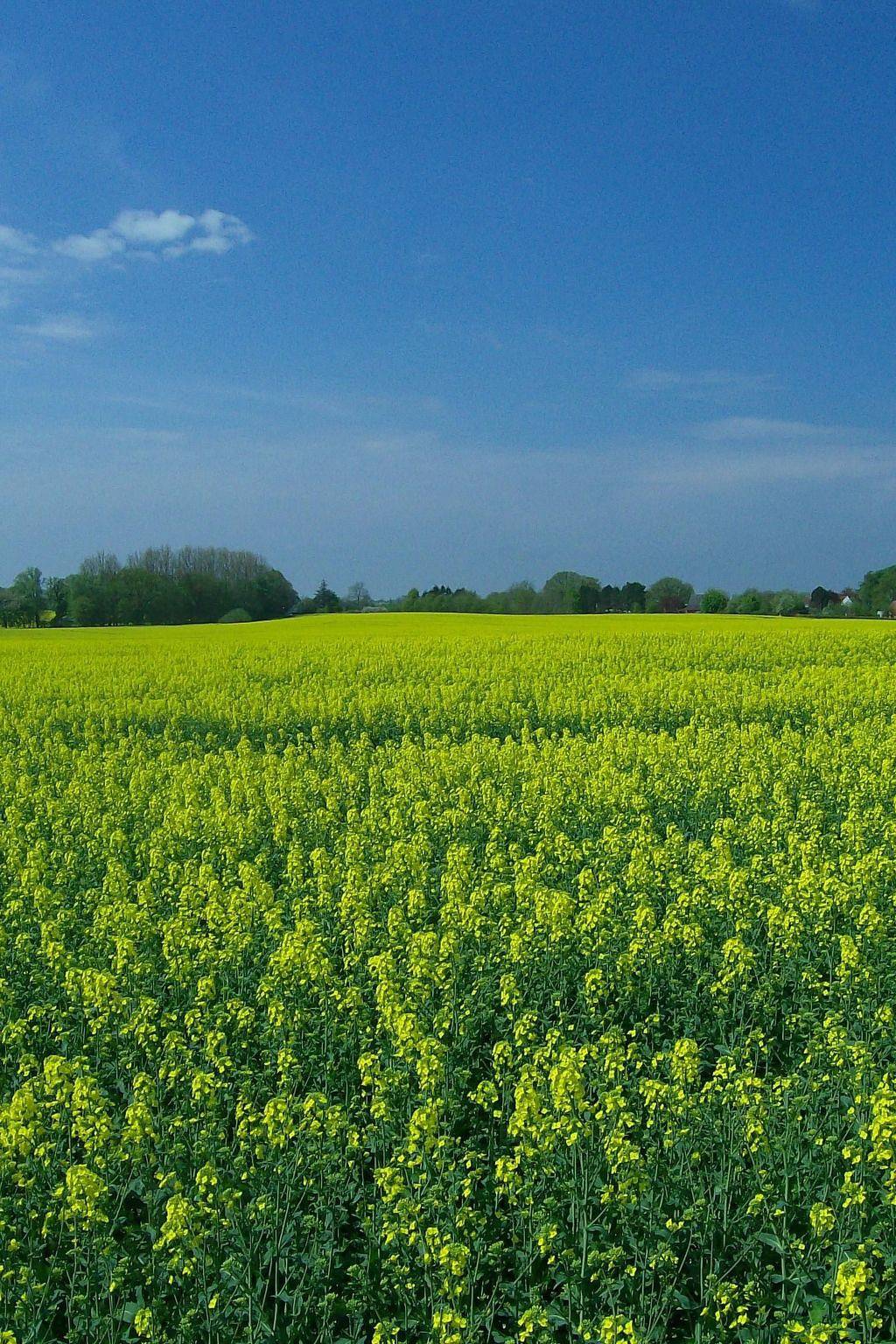 Ganze Wohnung, Wohnung in beliebtem Gästehaus mit Fahrradverleih in Windeby, Rendsburg-Eckernförde