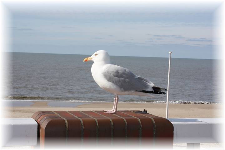 Ganze Ferienwohnung, Haus Wattenblick Og in Sylt-Ost, Sylt (Gemeinde)