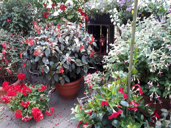 Ferienwohnung für 4 Personen, mit Balkon und Garten in Walsrode - 3