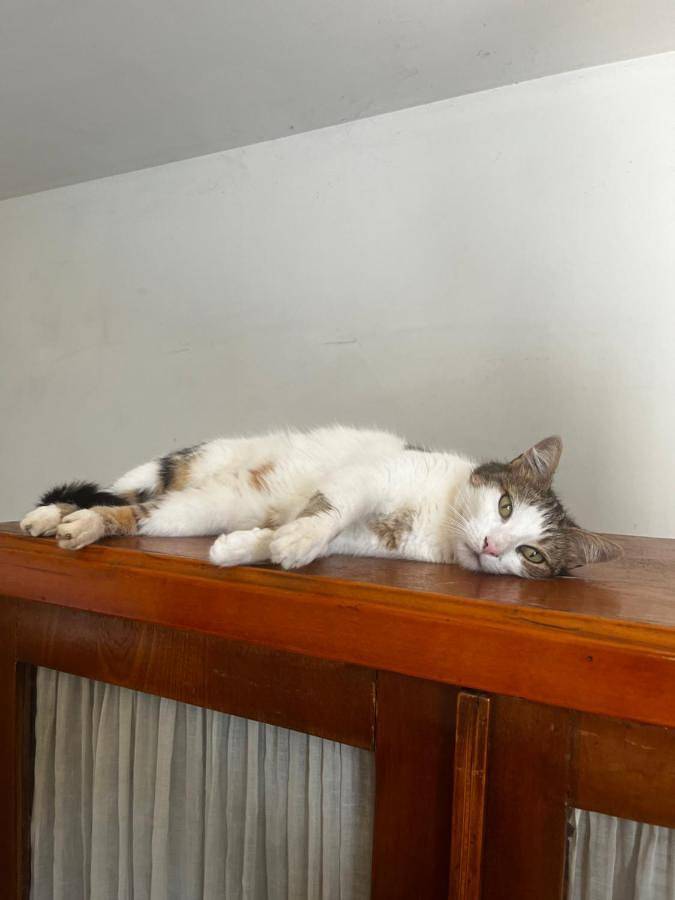 Location de vacances pour 3 personnes, avec balcon ainsi que vue et jardin à Saint-Gilles - 3