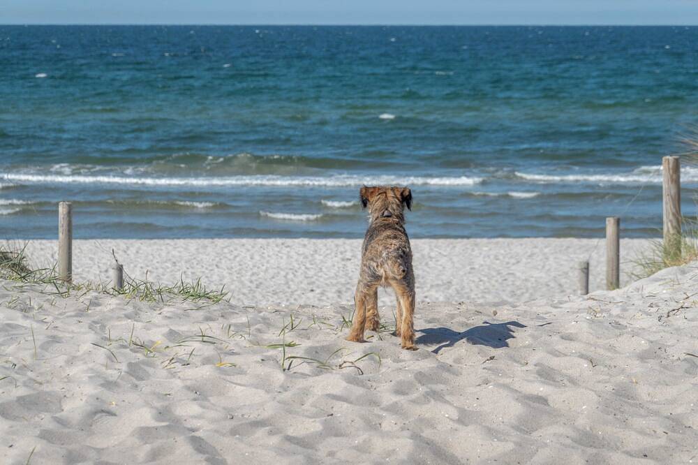 Ferienhaus am Bodden vor Fischland-Darß-Zingst. Garten mit Zaun-Hunde willkommen in Pruchten, Vorpommern-Rügen