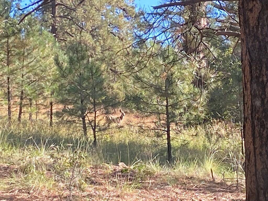 Camping für 4 Personen in Coconino Nationalwald, Arizona