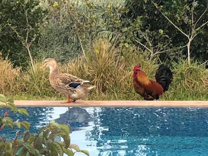 Maison d’hôte pour 2 personnes, avec terrasse ainsi que piscine et jardin à Tahannaout - 2