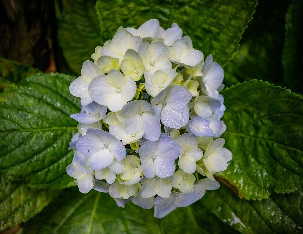 Maile Treehouse in Volcano, Hawaii is \"Magical!\" in Volcano, Hawaii Volcanoes Nationalpark