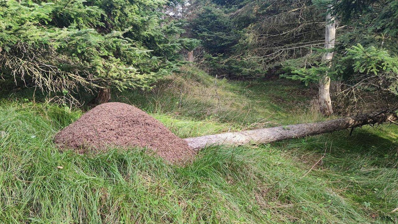 Ferienhaus für 6 Personen (118 m²) in Hjørring in Skallerup Klit, Hjørring Kommune