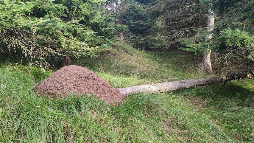 Ferienhaus für 7 Personen, mit Terrasse und Whirlpool in Skallerup Klit - 3