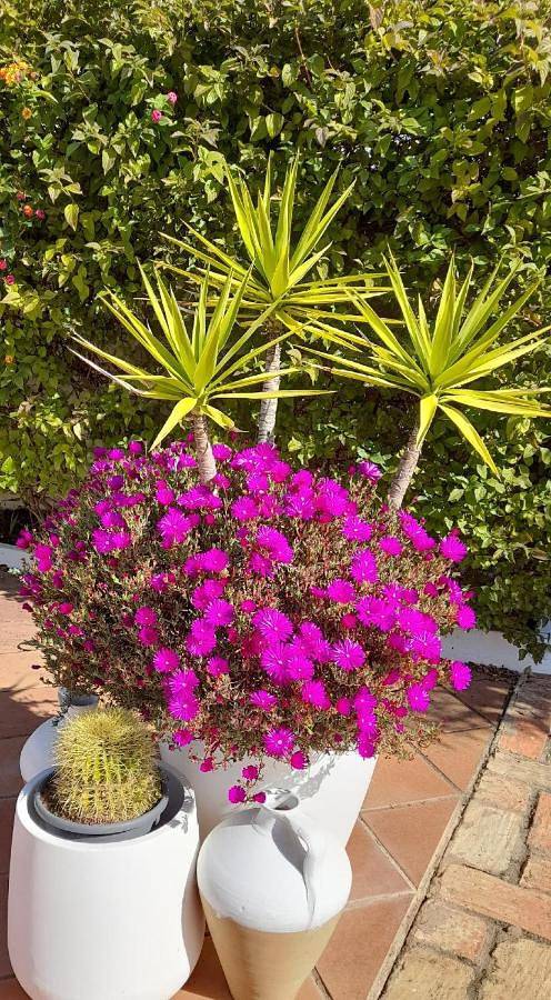 Apartamento vacacional entero, Casita en la playa in El Rompido, Cartaya