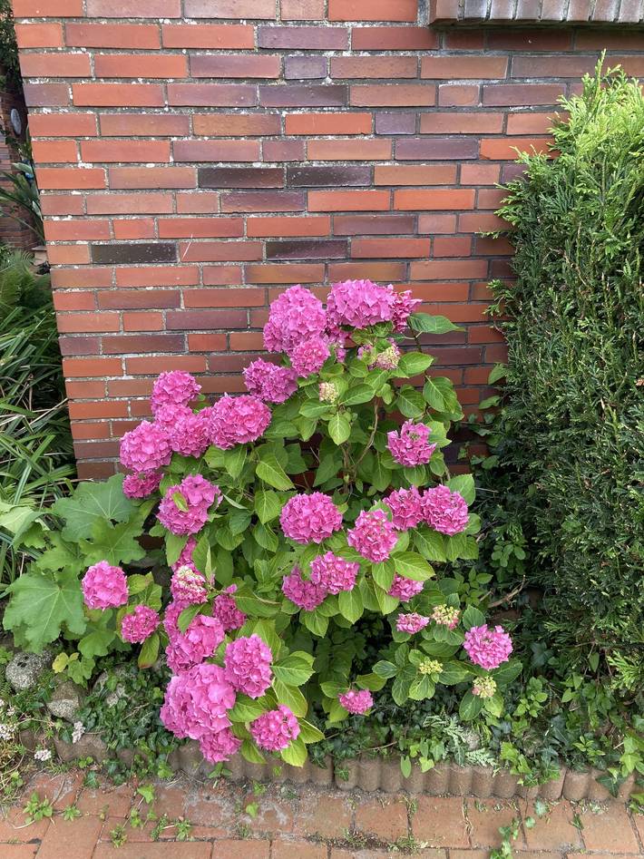 Pension für 4 Personen, mit Terrasse und Garten, mit Haustier in Nesse - 3