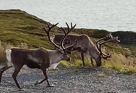 North Cape Accommodation, Norway in Nordkapp