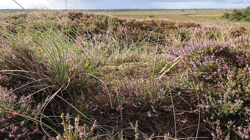 Ferienwohnung für 5 Personen, mit Terrasse in Vejers Strand - 2