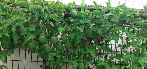 Location de vacances pour 6 personnes, avec jardin et vue à Saint-Philippe