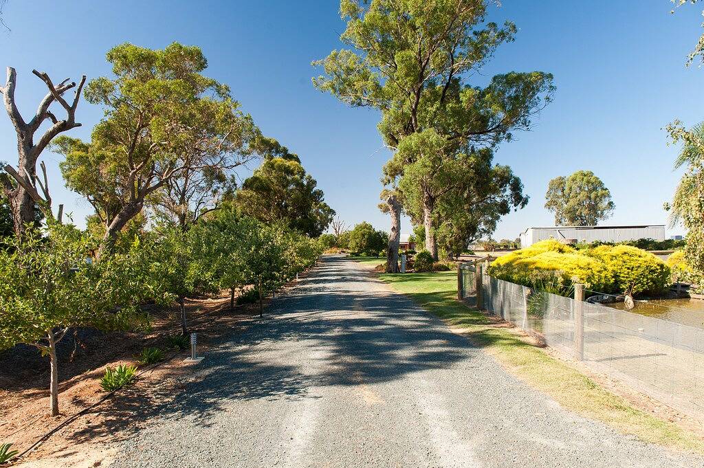 Gut Nepeta Cataria - in Moama, New South Wales