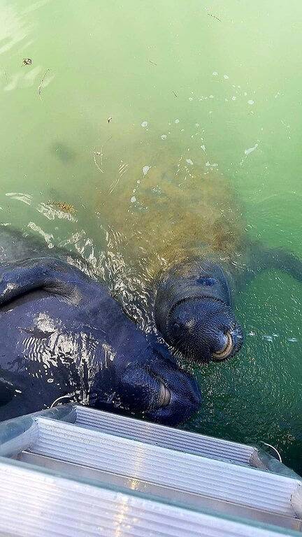 Vacation rental for 4 people, with pool and terrace in Key Colony Beach