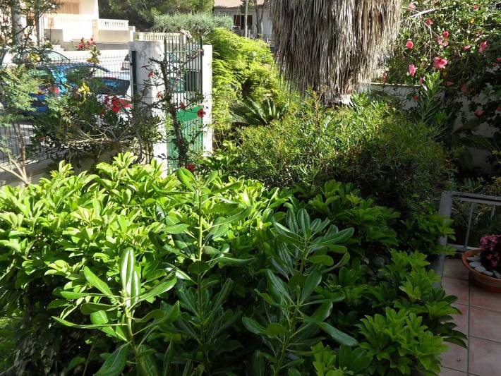 Finca mit Hund für 6 Personen, mit Garten und Terrasse sowie Pool, mit Haustier in Can Picafort - 2