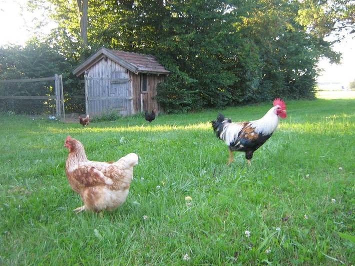 Bauernhof für 4 Personen, mit Garten im Bayerischer Wald - 3