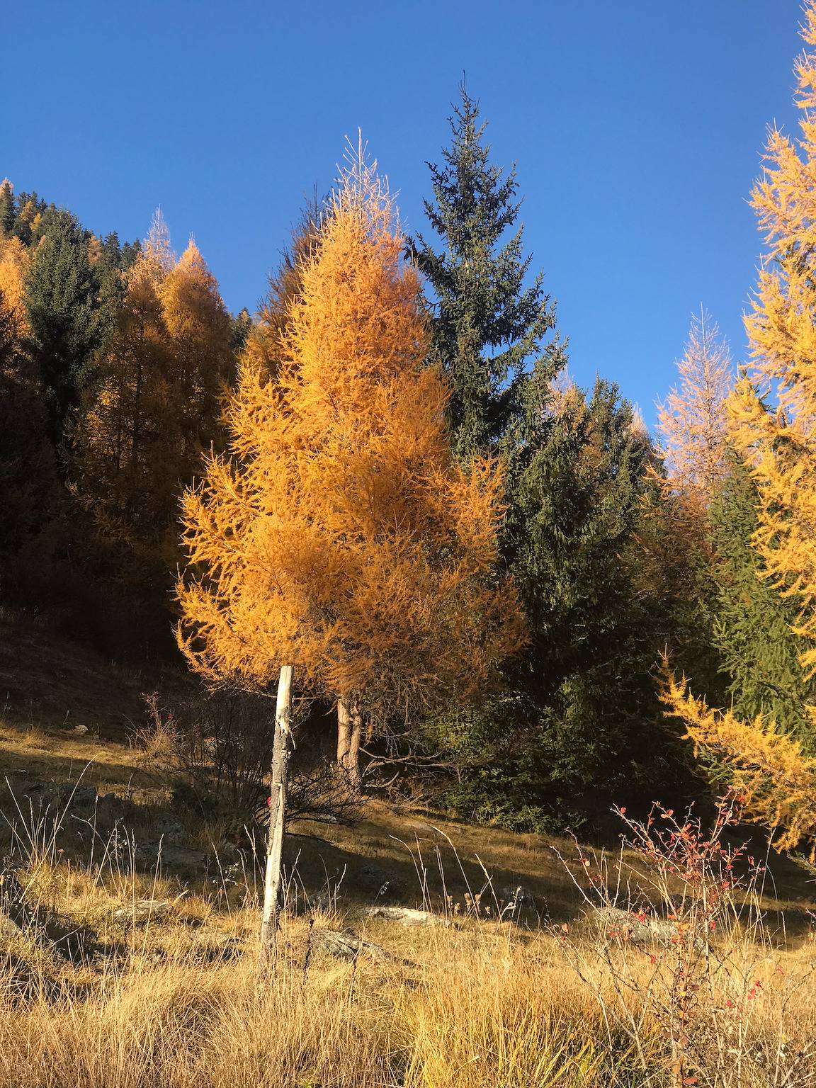 Ganze Ferienwohnung, Ferienwohnung Planta Chasa Jenal - Fewo Planta Chasa Jenal in Zernez, Unterengadin