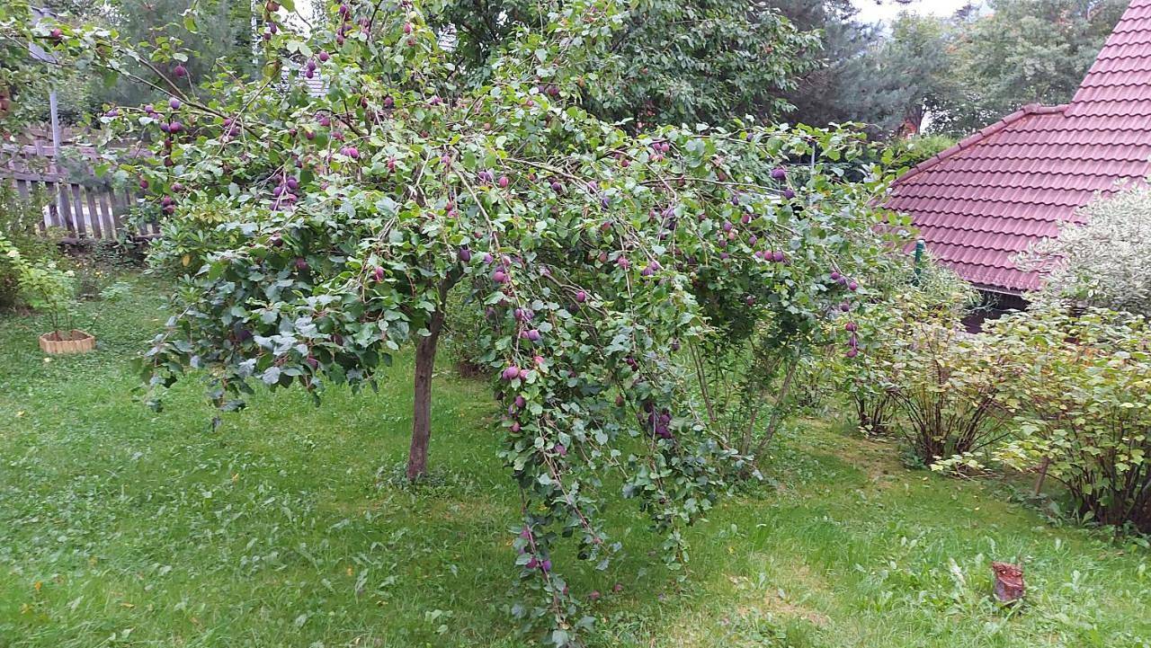 Domek z duszą in Szklarska Poręba, Sudety (Polska)