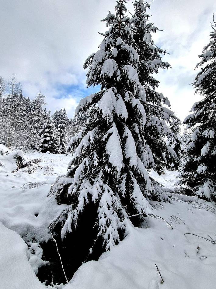 Ferienhaus für 6 Personen, mit Balkon/Terrasse in Sankt Oswald-Riedlhütte - 2