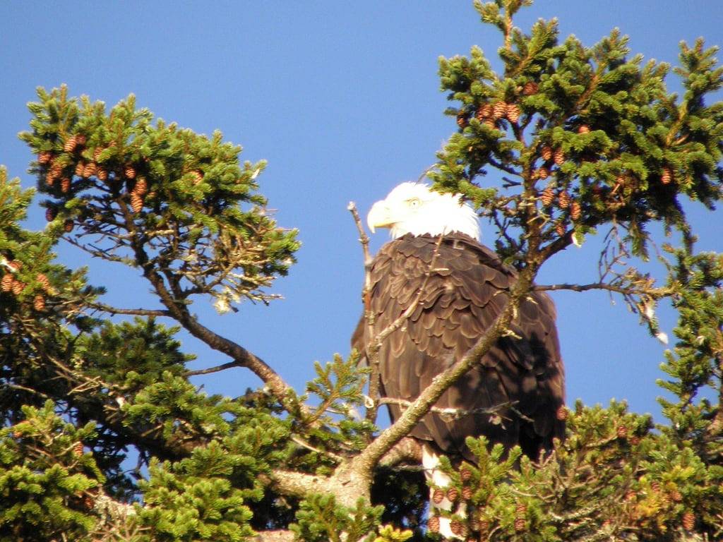 Waterfront Downeast Retreat in der Pigeon Hill Bay in Steuben in Washington County (Maine)