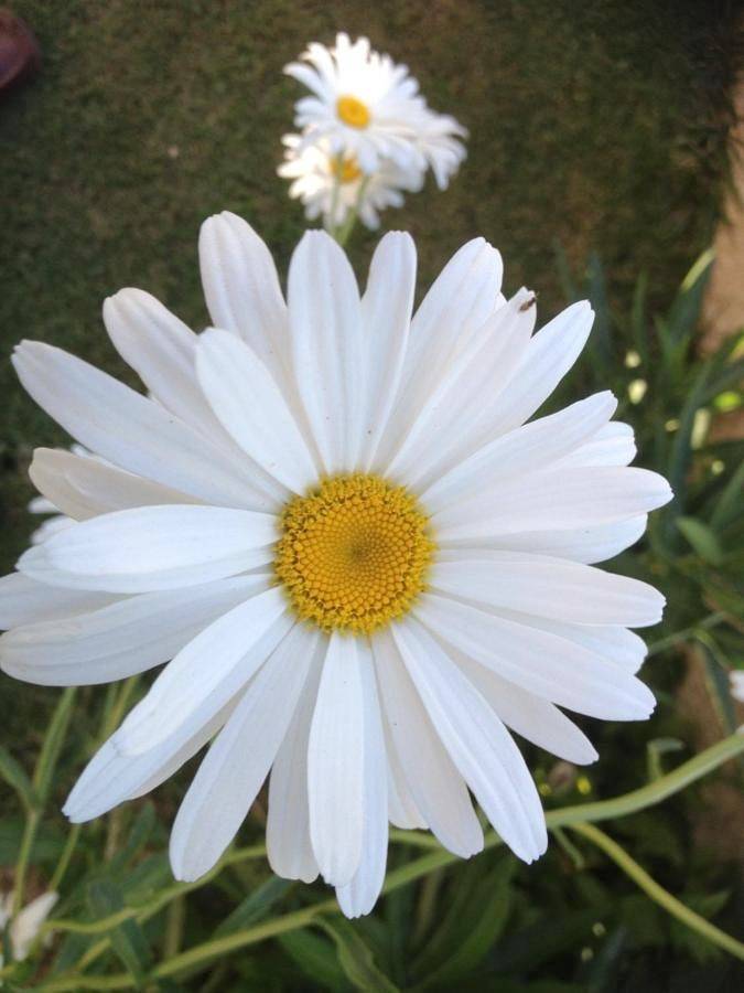 Casa rural para 3 personas, con jardín y terraza en Jarandilla de la Vera - 3
