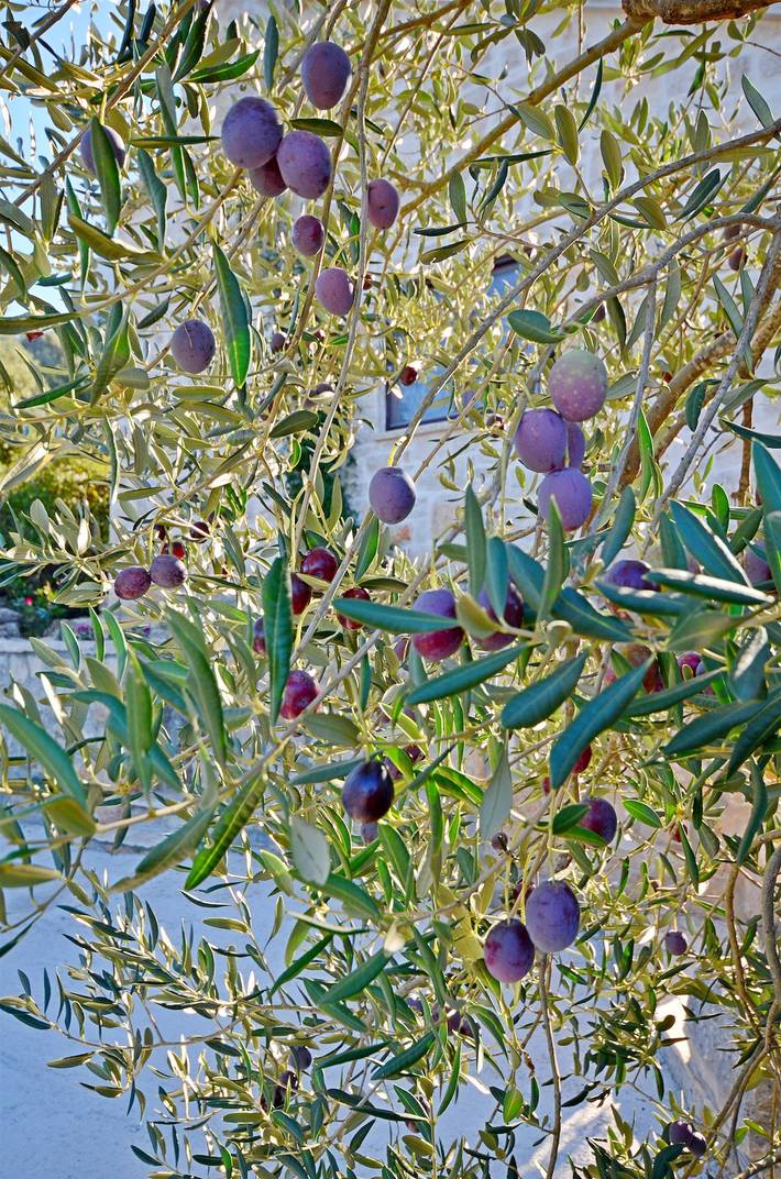 Dom dla 4 osób, z ogród i basen w Miasto Korcula
