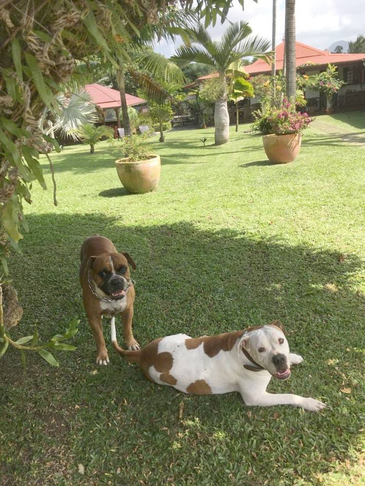 Maison d’hôte pour 3 personnes, avec vue et jardin dans Le Marin - 2