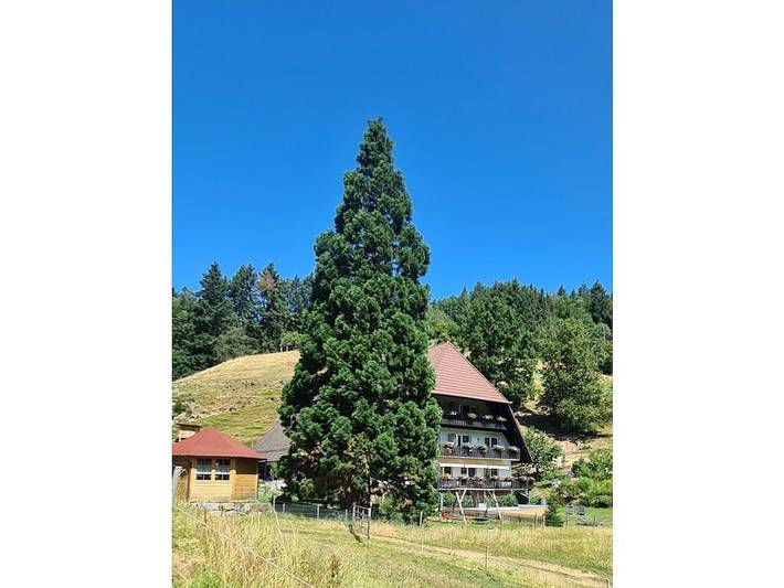 Ferienhaus für 5 Personen, mit Balkon und Garten sowie Pool und Ausblick im Schwarzwald - 2