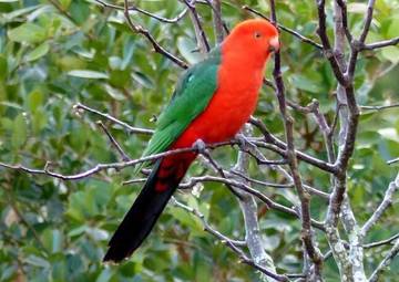 Cottage for 6 People in Bellingen (NSW), New South Wales, Photo 3