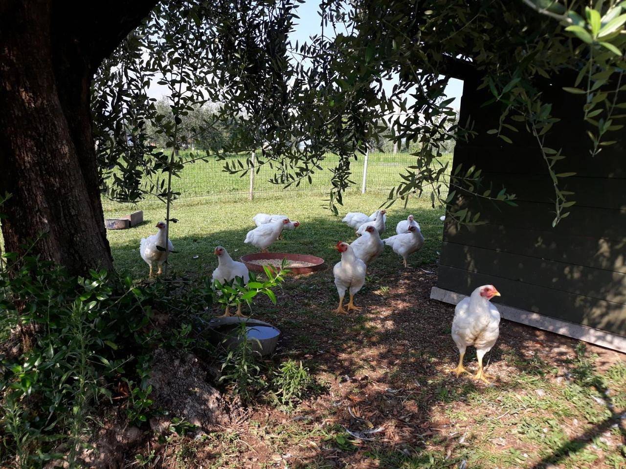 Agriturismo la Scala in Salò, Prealpi Gardesane