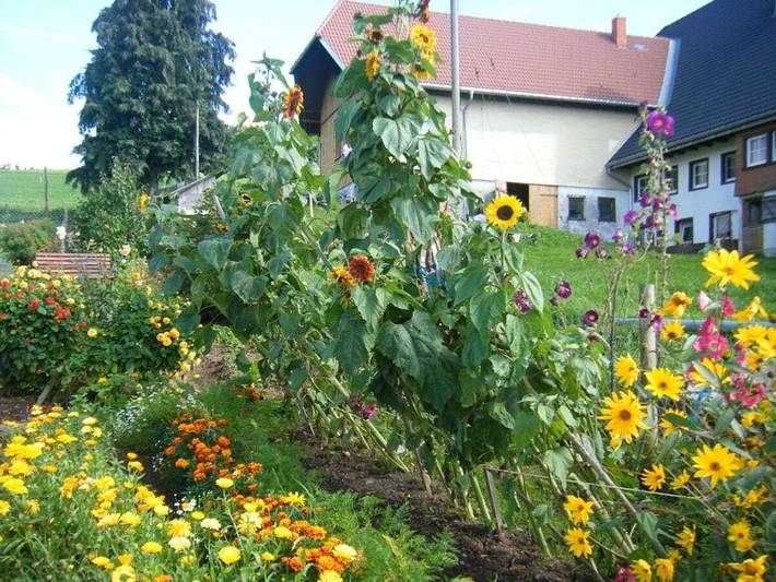 Ferienhaus für 5 Personen, mit Garten in St. Märgen - 4