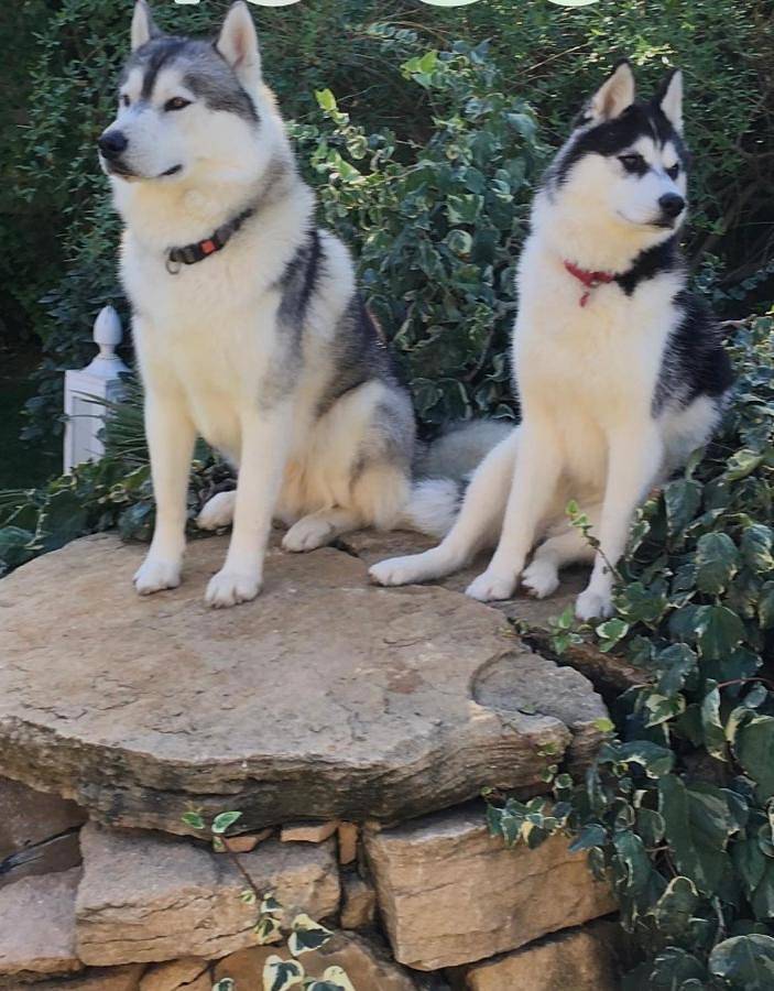 Gîte pour 3 personnes, avec piscine et jardin à Sérignan-du-Comtat - 2