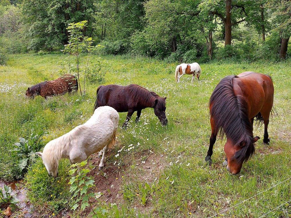 Ferienparadies am Rennweg - Waldhaus in Brotterode-Trusetal, Rennsteig