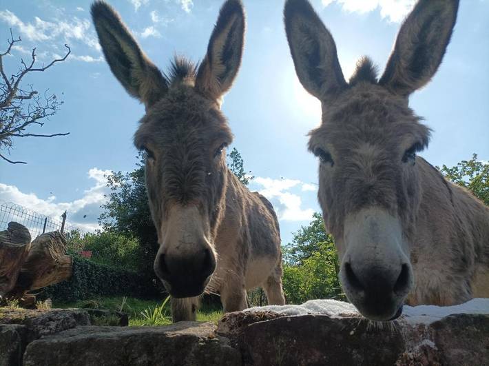 Gîte pour 6 personnes, avec piscine et jardin dans Bains-les-Bains - 2