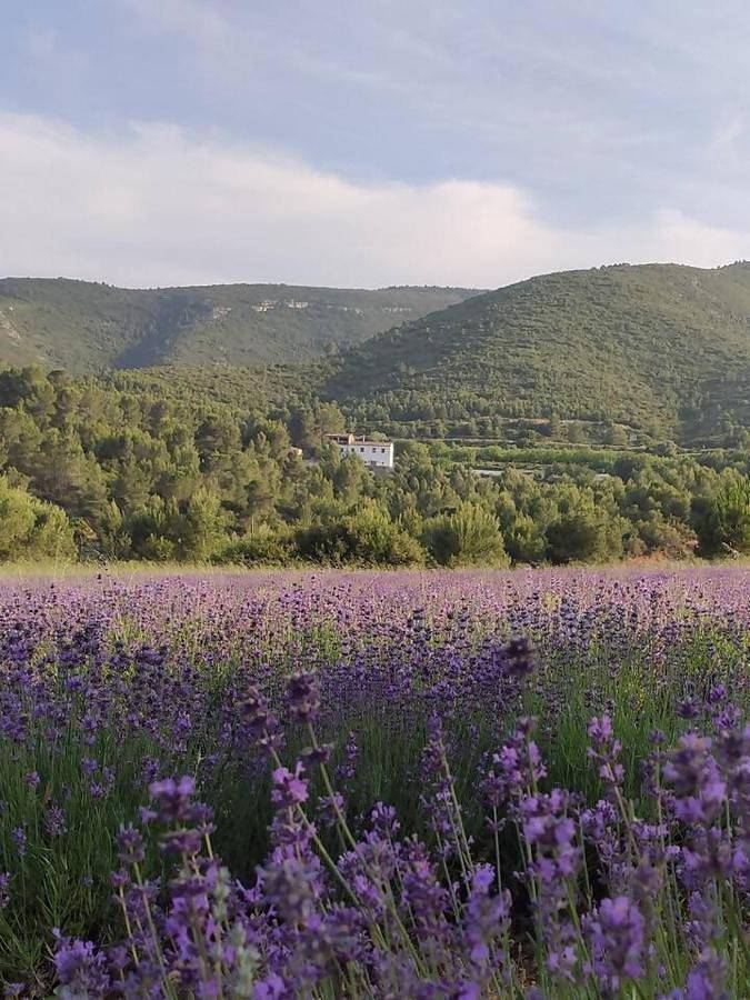 Casa de vacaciones para 14 personas, con jardín además de piscina y balcón en Vall D'albaida - 3