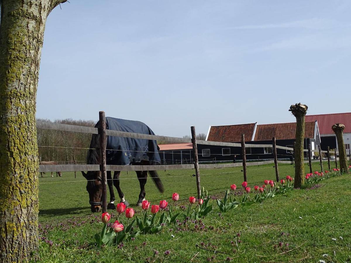 Double Room with Terrace in Noordgouwe, Zeeuwse Kust