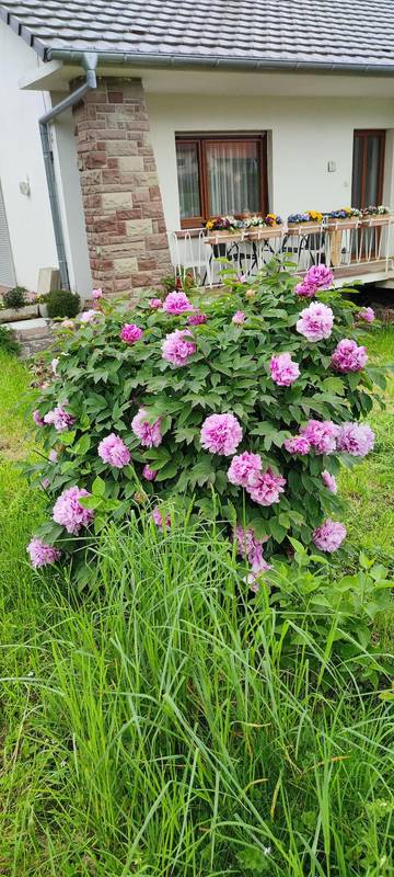 Vakantiehuis voor 6 Personen in Wissembourg, Noord-Elzas, Afbeelding 4