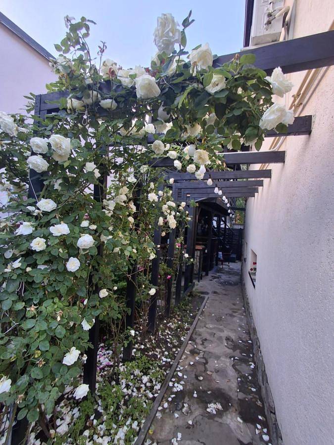 Maison d’hôte pour 4 personnes, avec jacuzzi et jardin à Brașov - 2