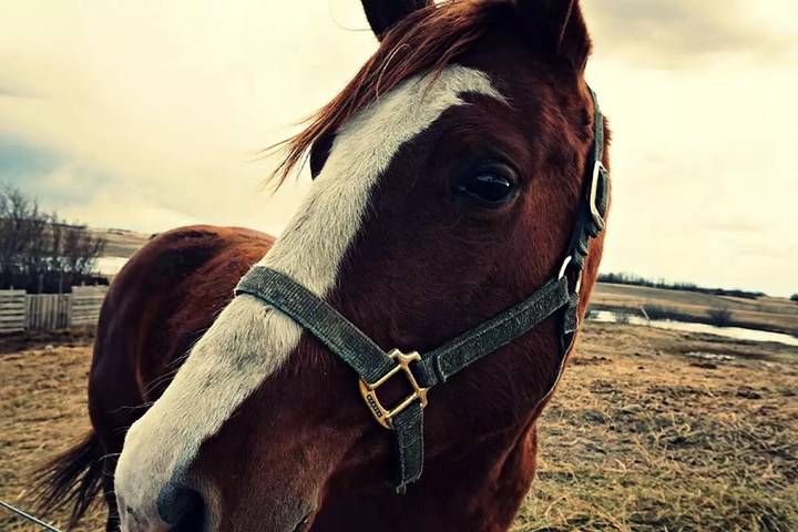 Camping für 2 Personen, mit Terrasse und Pool, mit Haustier in Chianti - 4